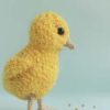 little chicken - preview
