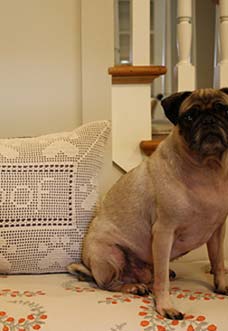 paw print pillow - preview